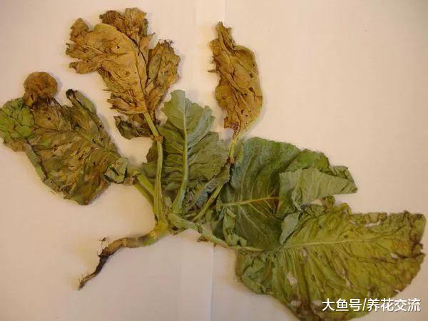 在家里养花最常遇到的几种病害, 哪一种是你最讨厌的