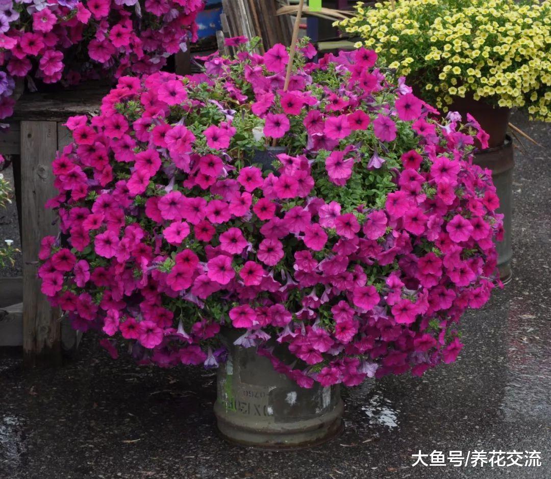 这八种花很适合悬挂在篮子上栽种, 养成一片空中景观