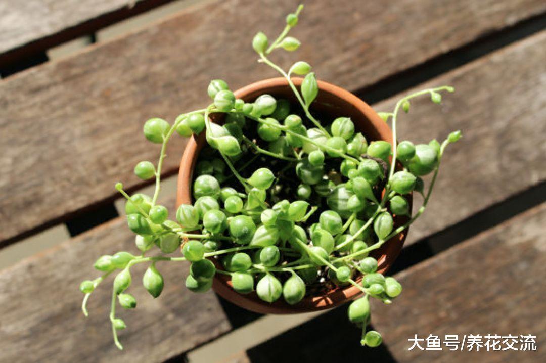 珍珠吊兰用这些技巧养护, 每年都能开出清新的小花