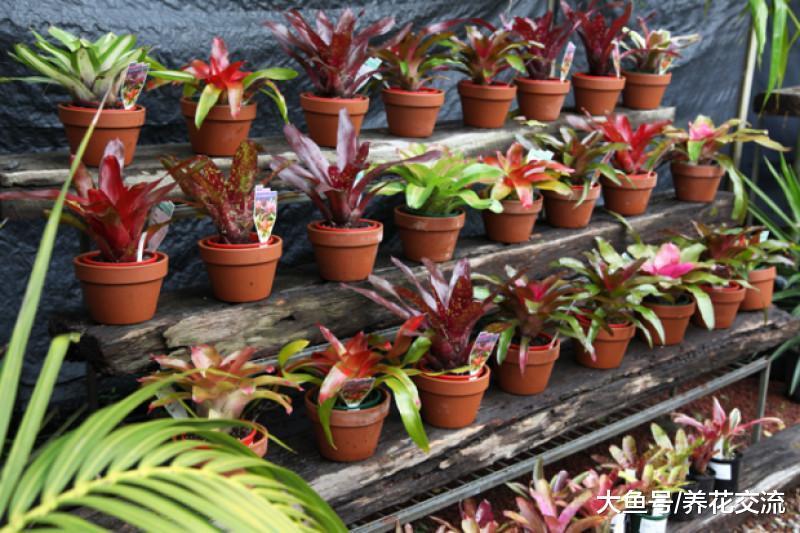 家里养这十种红色的盆栽花卉, 整个家里都变得更加有活力