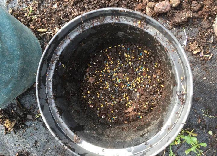 金钱树就是大胃王, 土吃个精光, 连夜冒小笋芽!