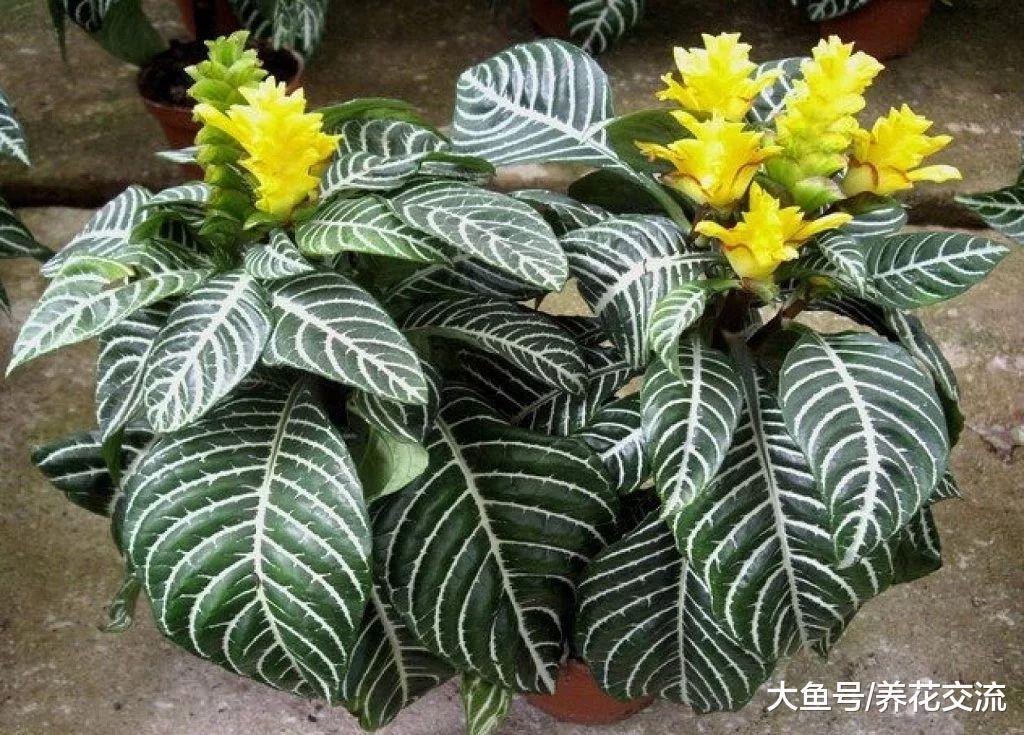 6种养在窗台上就能长得很好盆栽植物, 养护难度特别低