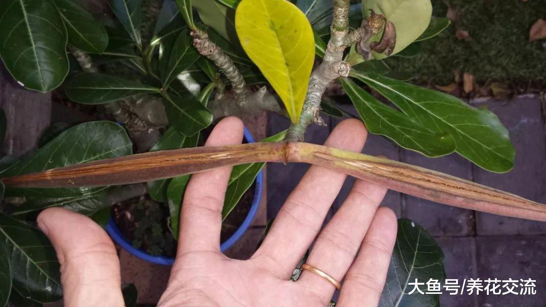 不用经常浇水的沙漠玫瑰, 在阳光充足的位置才能开花结果