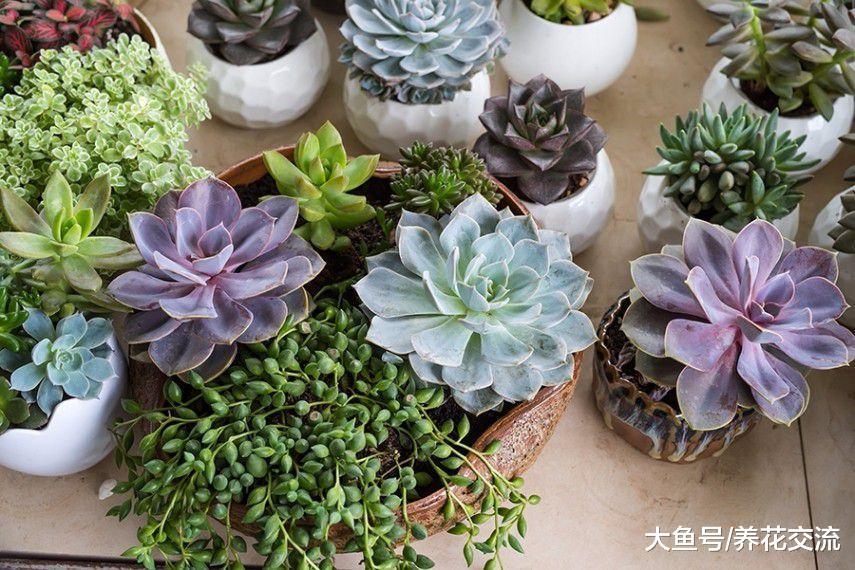 在一个大花盆里制作出一个多肉植物小花园, 要掌握这些技巧