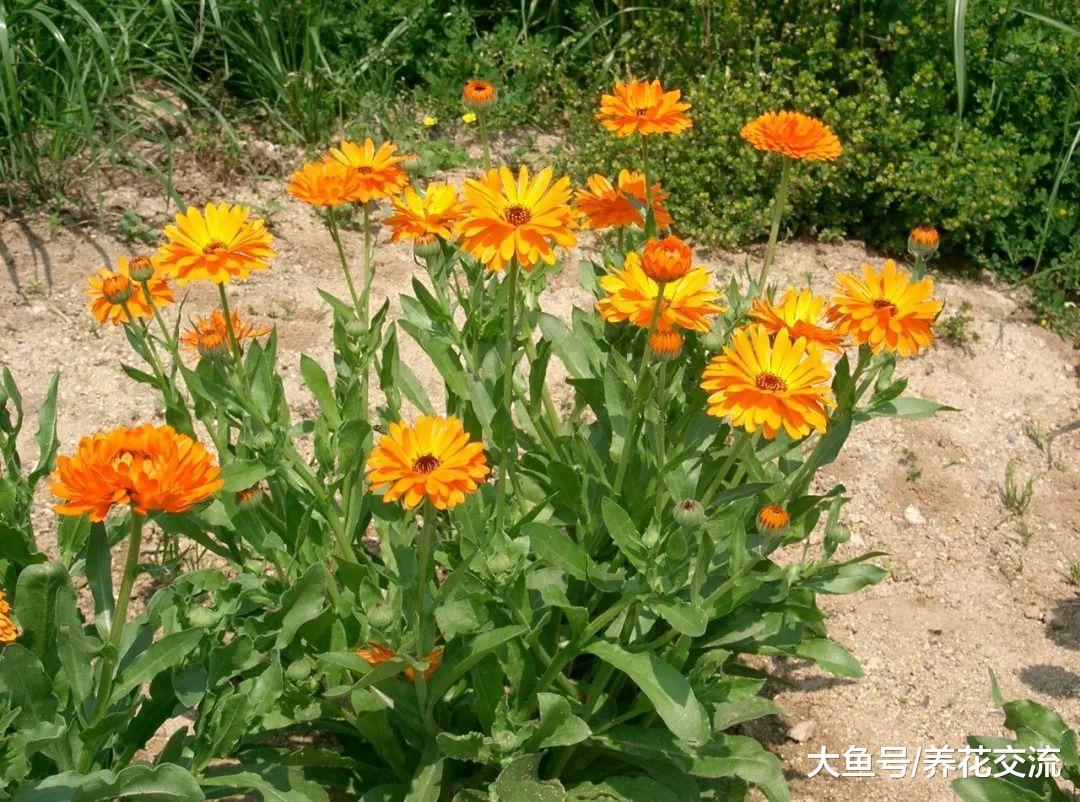 能够驱蚊的金盏菊也能作为盆栽植物观赏, 养在阳台上就很不错