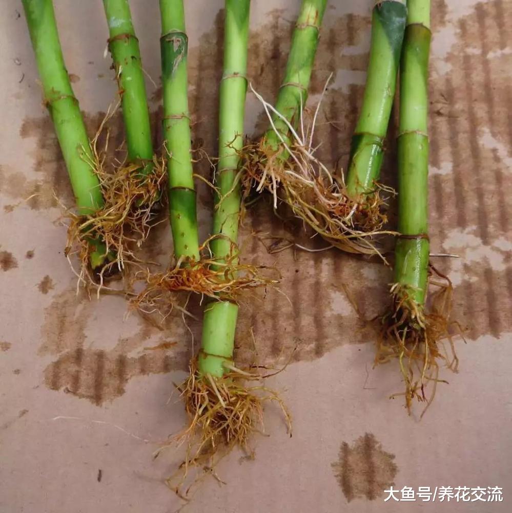 适当修剪富贵竹是否可以促进它的茎叶生长呢?