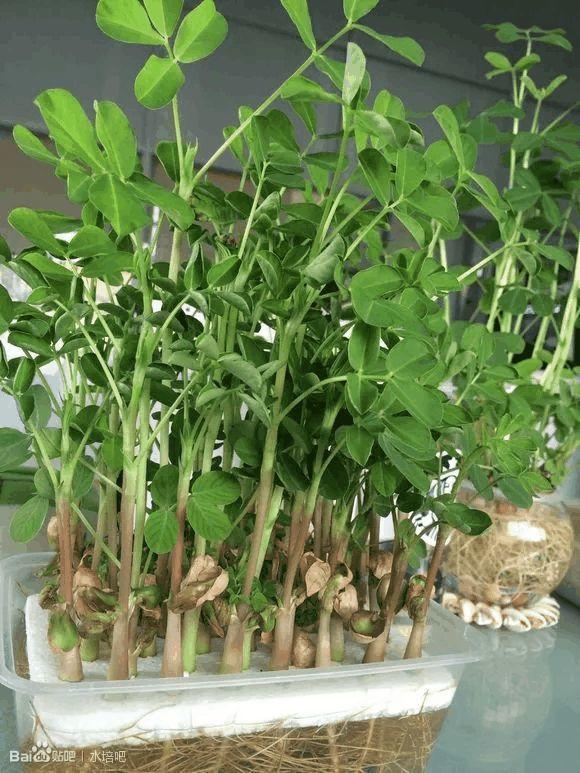 花生插水里, 比绿萝还好看, 1棵结果50个!