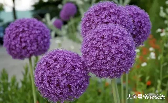 这7种球根植物在秋天种好, 春暖后就能不断有花卉观赏了