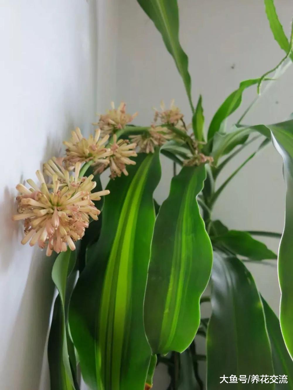 植物定期喷雾状水才能保持叶面洁净, 学会浸盆可以拯救很多植物