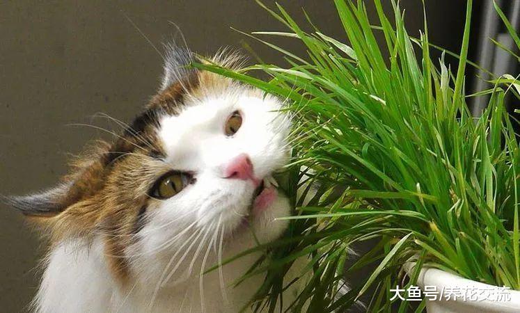 如果你家里的猫经常破坏盆栽植物, 可以用这几种方法防治