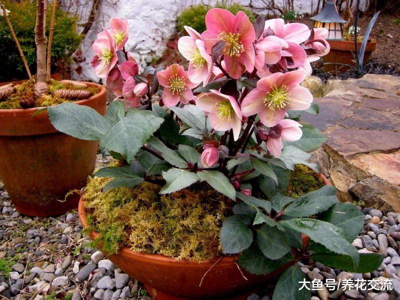 特别耐寒的嚏根草, 种院子里冬春时节能够一直开花