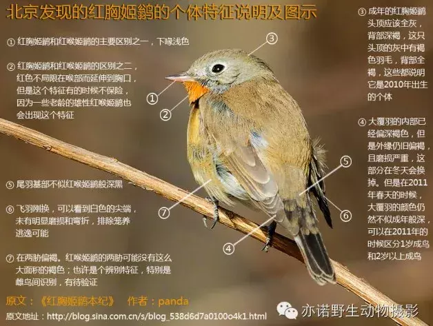 天坛再显神奇 首次出现红胸姬鹟 与北京首次记录时隔八年 教育资讯 存满娱乐网