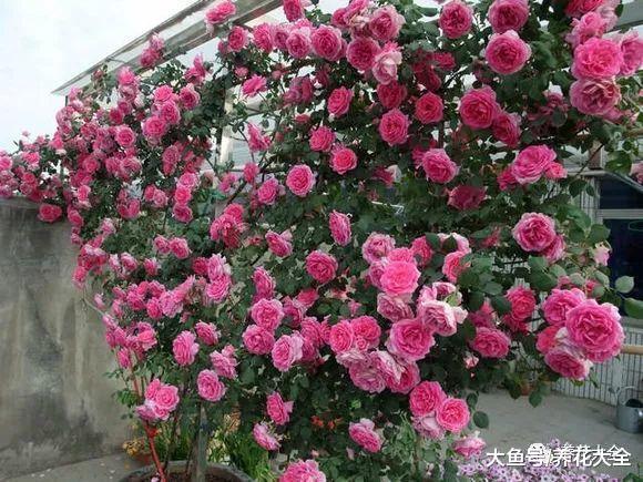 月季多肉三角梅…这6款花园, 没钱也能建!