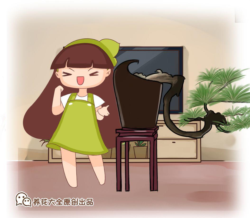 养花养久了, 破罐子破摔, 都能造出上万盆景!