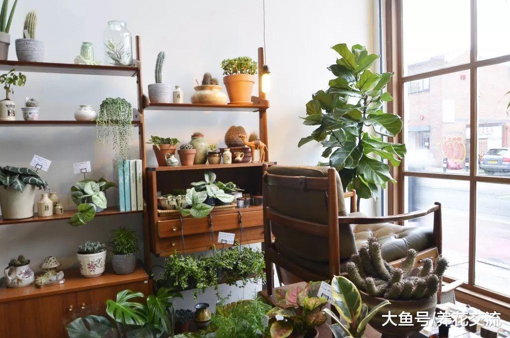 室内这样养盆栽植物才不会死, 10个老园丁都不一定掌握的技巧