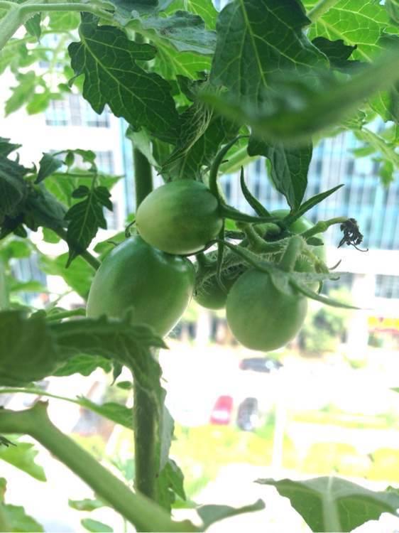 自己动手种番茄? 学会这些, 再也不用花钱买了!