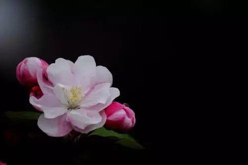 海棠花每天就知道窜个子, 不开花该怎么办? 该采取什么措施?