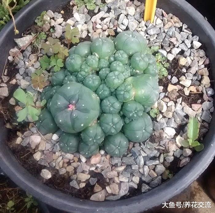 长得像圆形布袋一般的布纹球, 没想到还能开出精致的小花