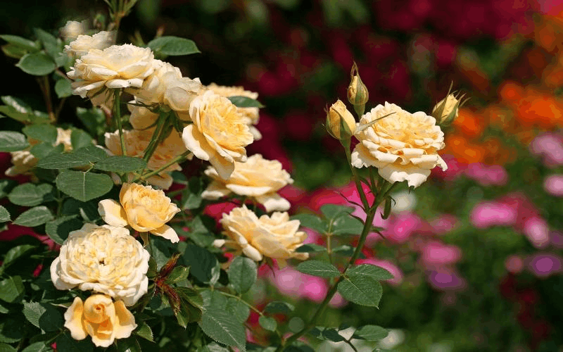 这3种花, 秋天扦插上, 到了日子花开满枝头!