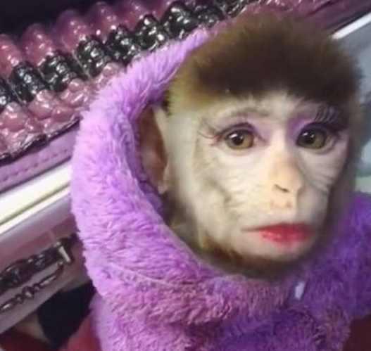 女主人闲来无事, 抓住猴宝宝给它涂粉化妆, 完事后猴子一脸生无可恋!