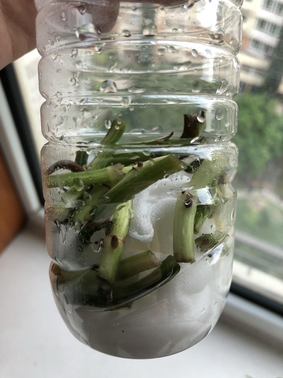 高手扦插“绿萝”, 1捆“光杆”洒土上, 3周就爆盆。网友: 新技能!