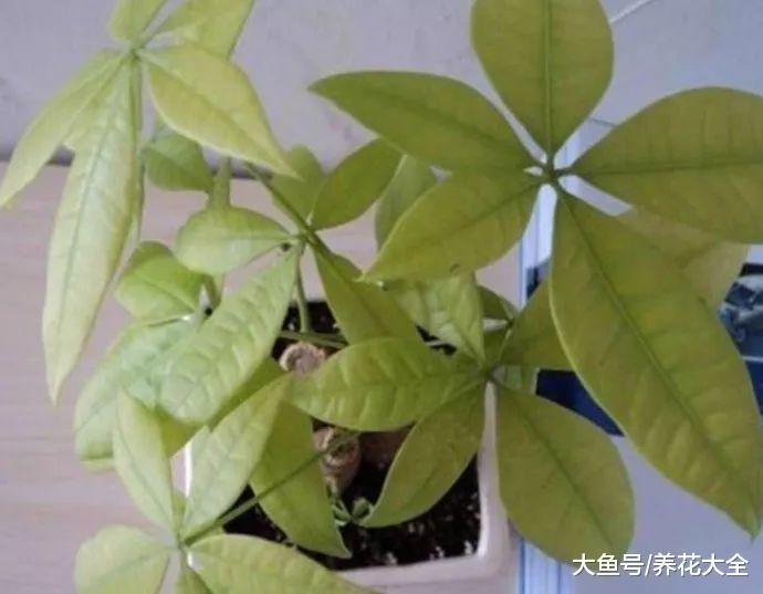 叶子发黄一定是缺了它! 教你几招, 叶子绿的发光!