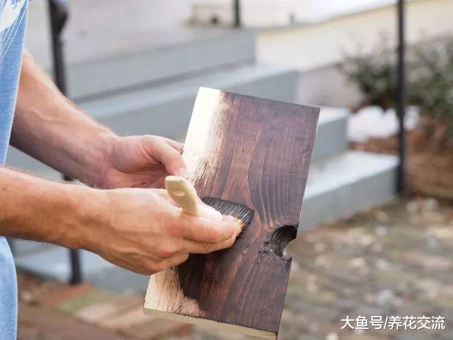 ?适合养在木板上的鹿角蕨, 挂在墙上能变成好看的装饰植物