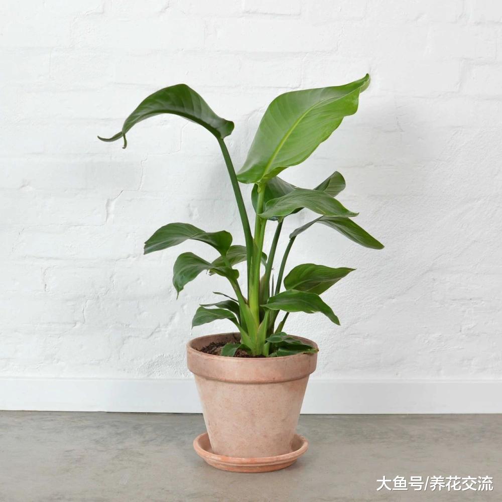 窗台边盆栽养护的鹤望兰可以用这些方法促进开花