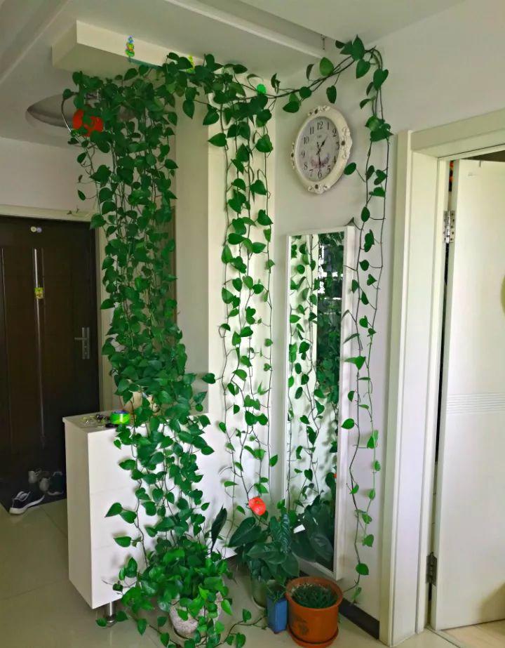 1瓢水1根绳, 绿萝养成电视墙, 亲朋好友谁见谁夸!