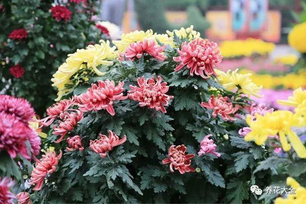 他家的菊花长成了树, 能开出6种颜色, 谁看谁喜欢!