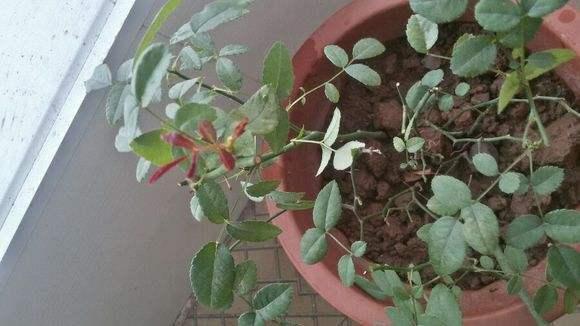 趁冬天没来, 给长寿花做个小动作, 年后开花挂满枝!