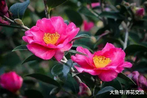 用剪下来的山茶花枝条繁殖, 在花盆里面就能长成美丽的盆栽