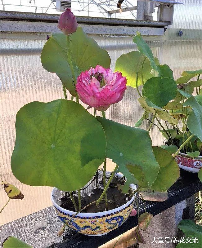 光照很充足的碗莲叶子长满一盆, 为什么一朵花都没有?