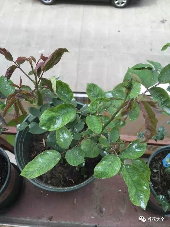 茉莉撒点这个粉, 40℃也能长, 想开几次开几次!