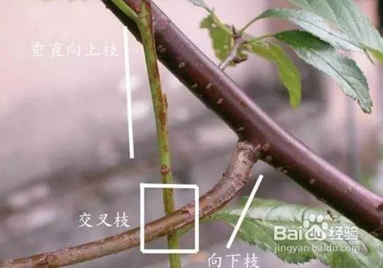 三角梅就得趁热剪, 黄叶焦边一消灭, 新芽呼呼长不停!