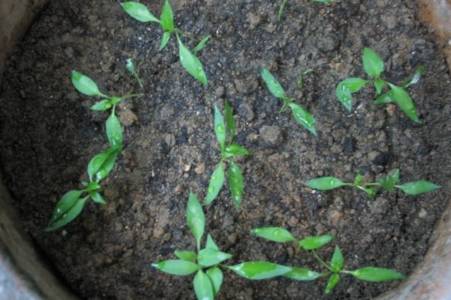 1分钟吞20个辣椒, 这么能吃赶紧种一盆, 红果子挂满枝!