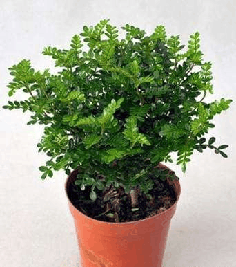 冬天“空气”差, 家里养这“3种”树, 自带香味, 空气清新!