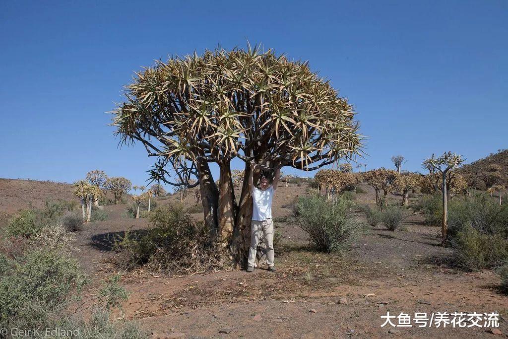 想要养好盆栽芦荟就需要注意的几个技巧, 室内养护的最佳秘诀