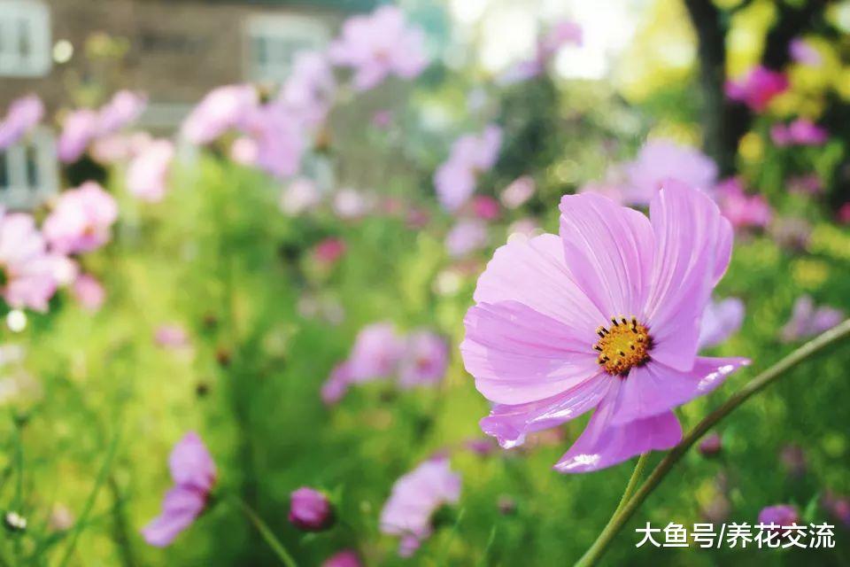 10种可以维持四季开花的小盆栽, 新手也能将它们轻松养开花