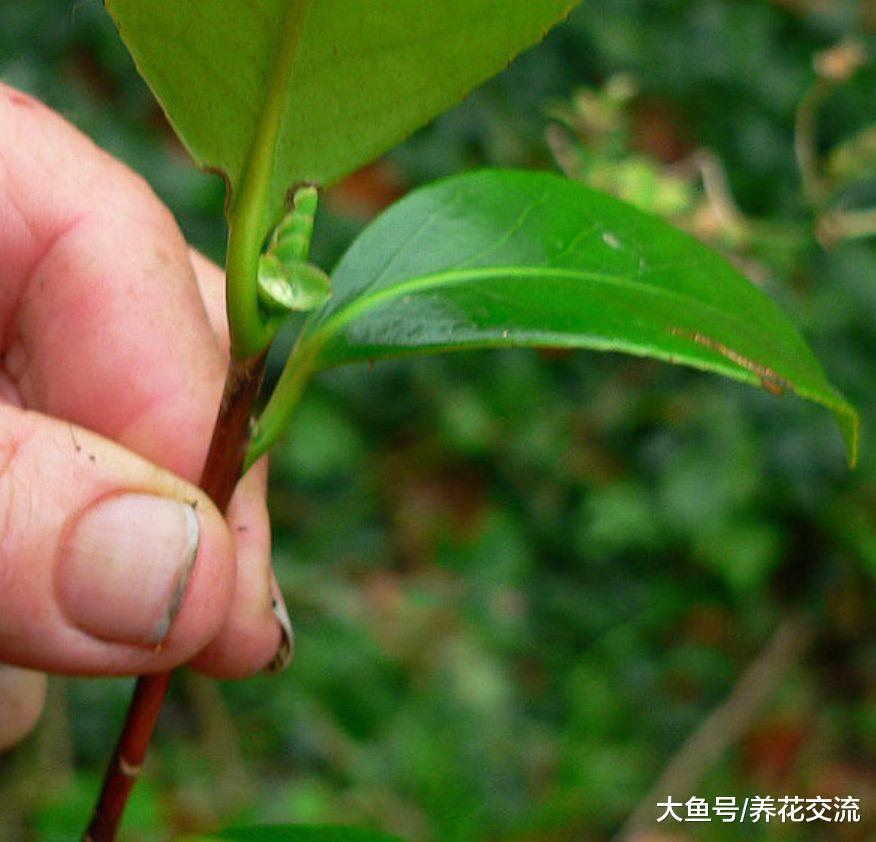 用茶花的枝条扦插繁殖, 几个月养成新的盆栽茶花