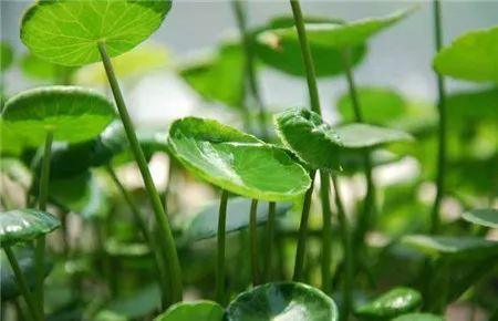 这5种花, 一到夏天就烂叶, 咔嚓1刀立马绿油油!