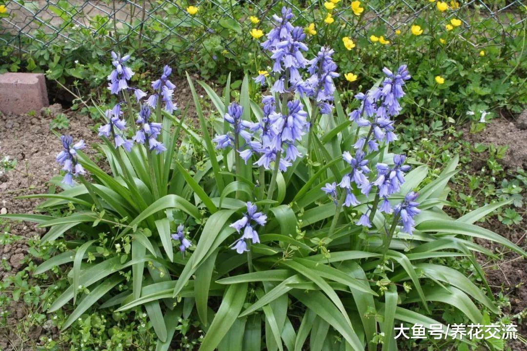 6种可以养在家里阴凉处的植物, 给一点点散射光就能开花