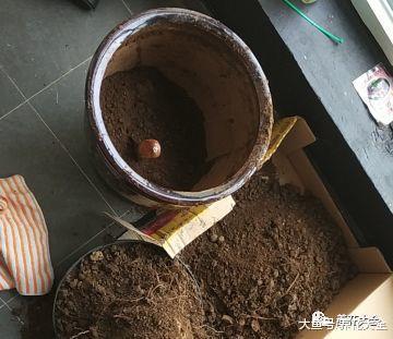 别人扔的花, 老爸捡来养, 最后全爆盆了!