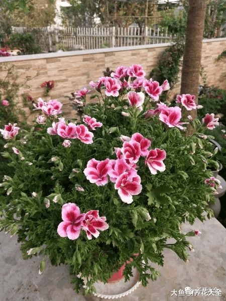 这7种花一开就成球, 花朵抱成团, 阳台都要挤爆了!