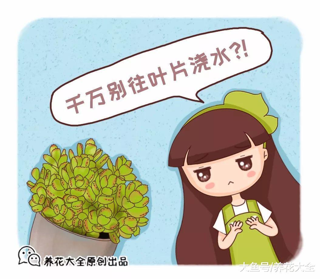 想要养好多肉, 就要学会浇水, 不然叶子就掉没了!