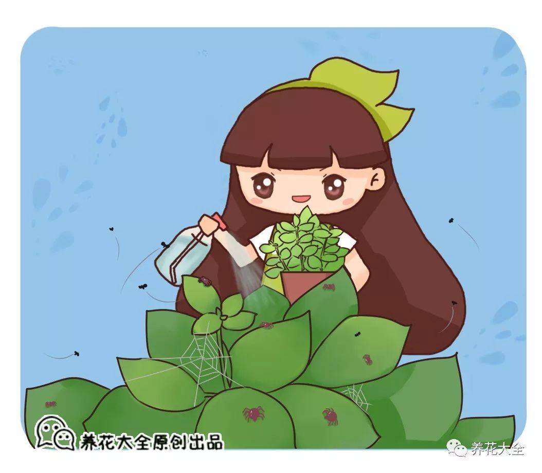 养花就爱招蚊虫? 水里加点薄荷, 叶上蚜虫不再有!
