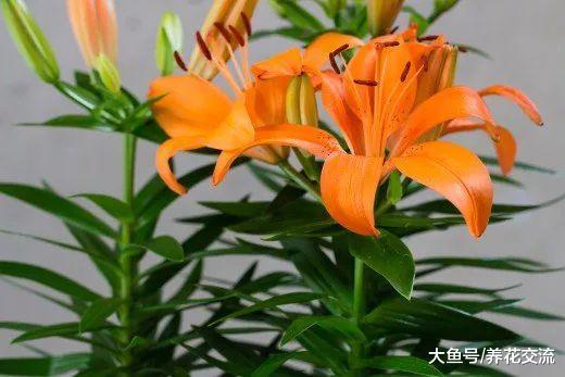 这10种植物都会对儿童和宠物造成危害, 容易被忽视的有毒植物