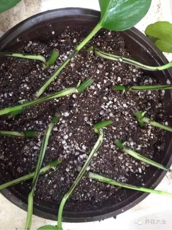 秋天一来, 这“18种”花赶紧扦插, 来年长得枝繁叶茂的