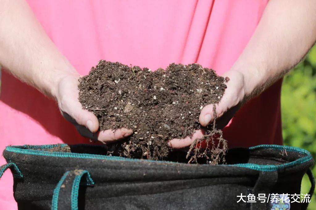 如何防止土壤板结, 盆土结块之后要怎么处理