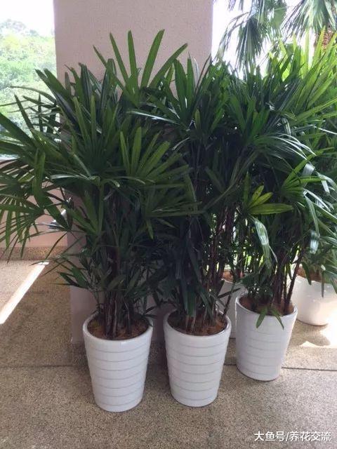 10种适合盆栽养护的耐阴植物, 光线阴凉处也能长旺盛